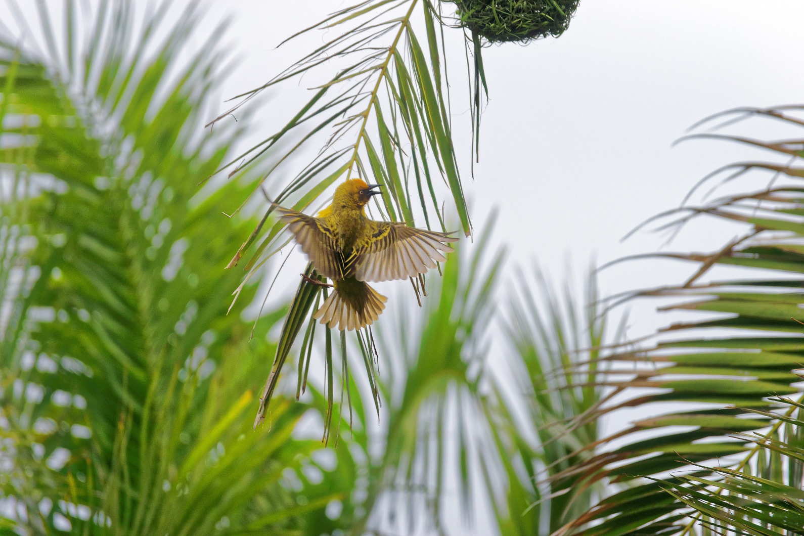 20161109 112036 Kapweber in Plettenberg Bay